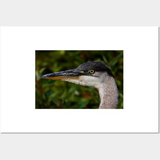 Great Blue Heron Posters and Art